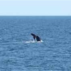 Whale - Middle Lagoon