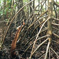 mangroves with aerial roots