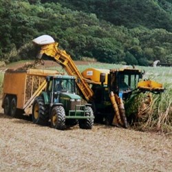 Cane harvester - we had a ride in it