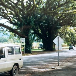 beautiful trees in Mossman, 2002