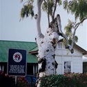 Tree of Knowledge, Barcaldine