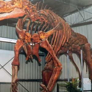 Muttaburrasaurus at Hughenden