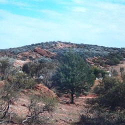 rocky hills north of Wilcannia