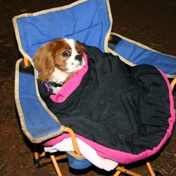 Harry quickly settled in to the camping life