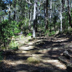 track to Durras Mountain lined with tall trees