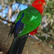 king parrot