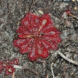  beautiful sundew 