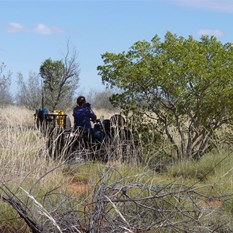 Suzette taking a break in what shade was available.