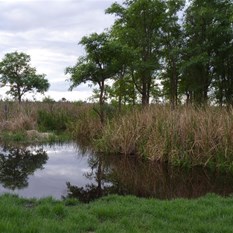 Dragon Tree Soak - At last!