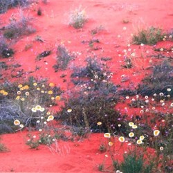 Paper diasies stand out against red sand