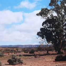 Magnificent river red gums