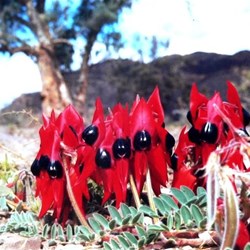 Sturt's Desert Peas