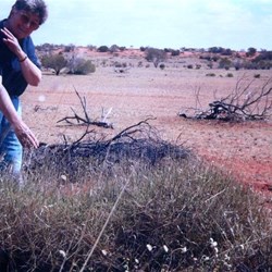 Spinifex is very prickly!