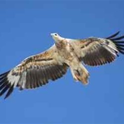 Sea Eagle, 80 Mile Beach