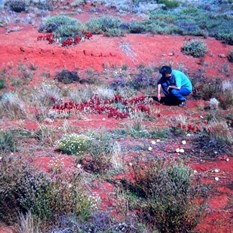 Sturt's Desert Peas near Hamilton