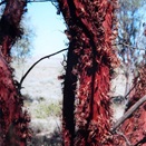 red mulga