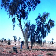 Acacia peuce in 2001
