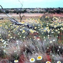desert flowers