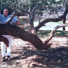 swagman under a coolibah