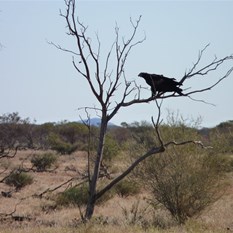 A roadside eagle - one of many
