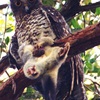 Photographs of powerful owl with possum