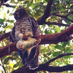 powerful owl with possum 15.9.10