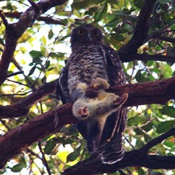 powerful owl