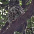 powerful owl