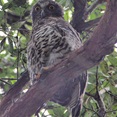 powerful owl 10.2.09
