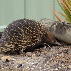 echidna