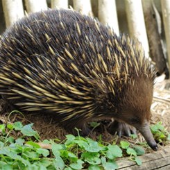 echidna in the yard
