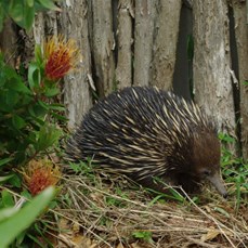 echidna