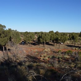 Our camp beneath the Desert Oaks