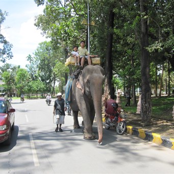 Cambodian Elephant outside the Royal Palace PP
