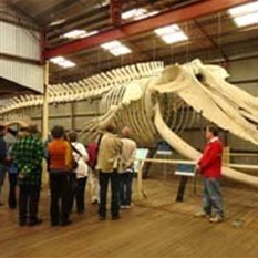 And this was a small whale!