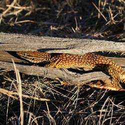 One of the two small goannas