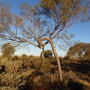 The bush about our island refuge.
