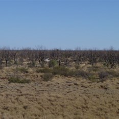 Heading off into a mulga patch