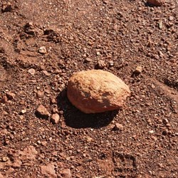 A normal looking rock is in fact........