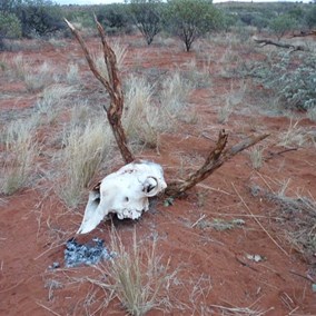 Remains of the rare Australian Camoose - ('Moosell Imperfecta').