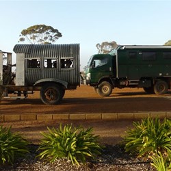 Hugo found a mate in Hyden