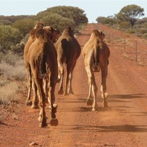 Feral camels