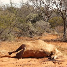 Culling operations at Lorna Glen