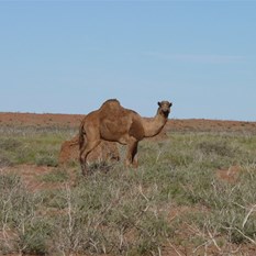 Feral grass stealers by the Telfer Road.