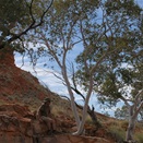 Outback Al surveying the surrounds.