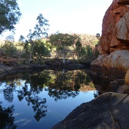 3 Goannas Pool