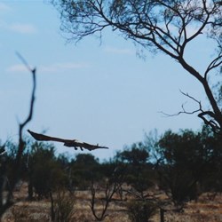 Plenty of well fed wedgies