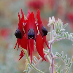 The most common form of Sturt Desert Pea