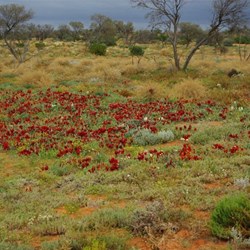 Dark clouds - rain on its way. The white is not litter