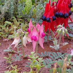 Two classic colours side by side